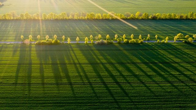 Bäume werfen in der Morgensonne lange Schatten auf ein Feld