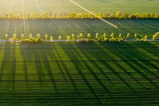 Bäume werfen in der Morgensonne lange Schatten auf ein Feld