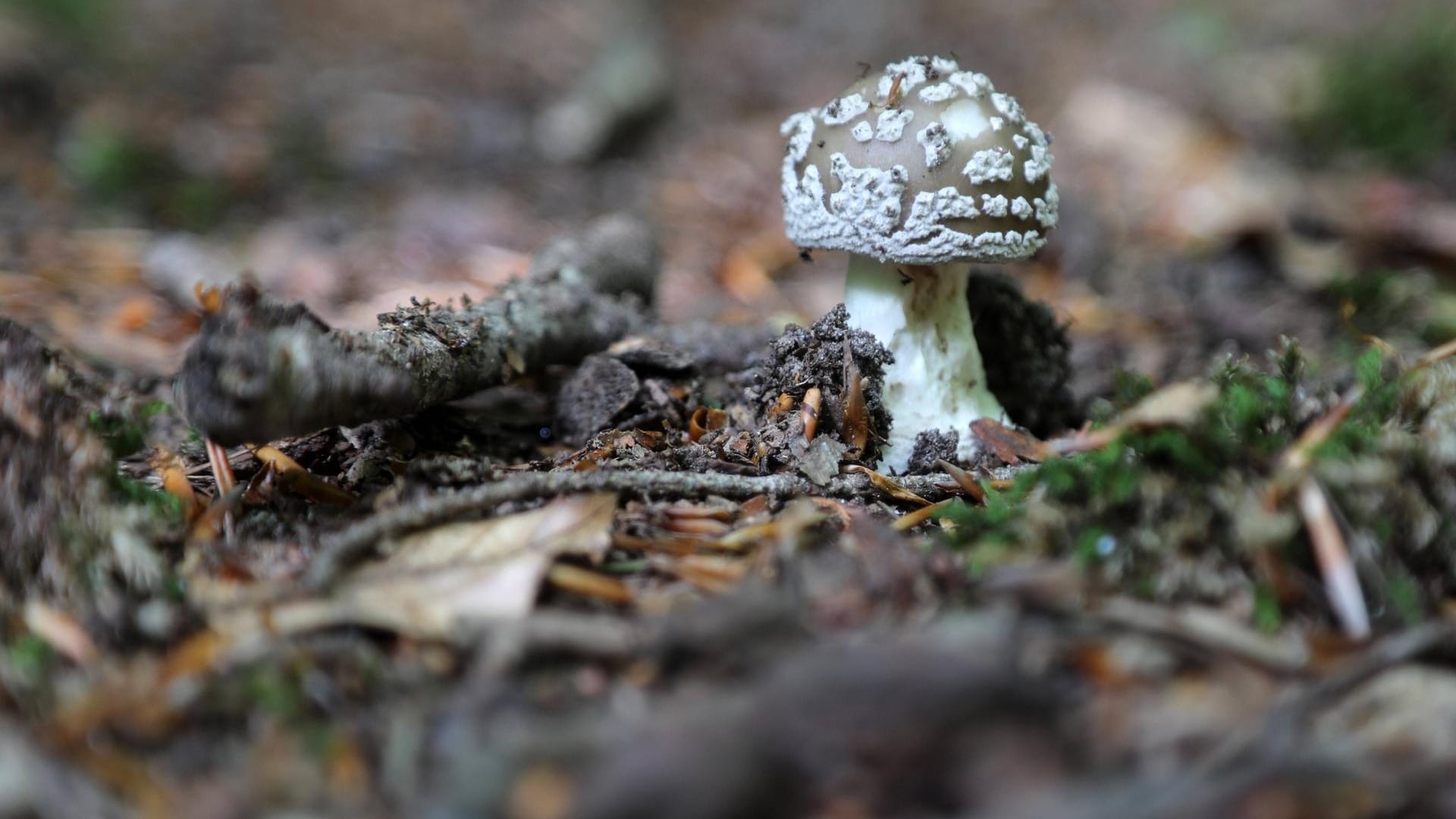 Ein Königsfliegenpilz im Wald: Der Verzehr giftiger Pilze kostete einen fünfjährigen Jungen aus Afghanistan das Leben. Ein Königsfliegenpilz im Wald: Der Verzehr giftiger Pilze kostete einen fünfjährigen Jungen aus Afghanistan das Leben.