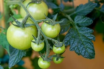 Grüne Tomaten: Unreife Tomaten enthalten das giftige Solanin und sollten daher nicht verzehrt werden.