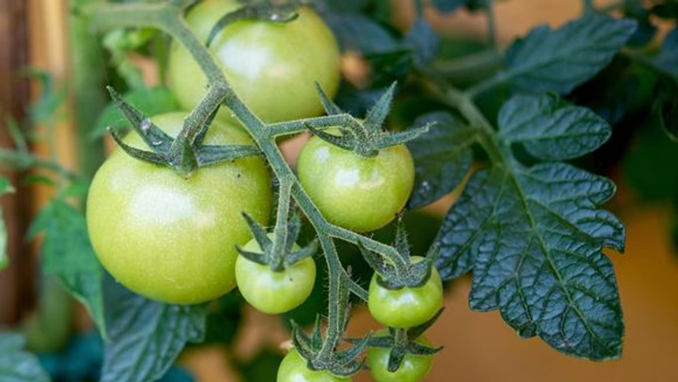 Grüne Tomaten: Unreife Tomaten enthalten das giftige Solanin und sollten daher nicht verzehrt werden.