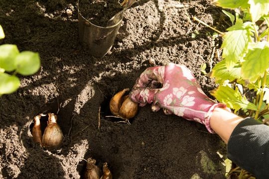 Solange die Herbstsonne noch scheint: Jetzt ist die richtige Zeit, Zwiebelblumen, die im Frühjahr blühen sollen, in die Erde zu geben.