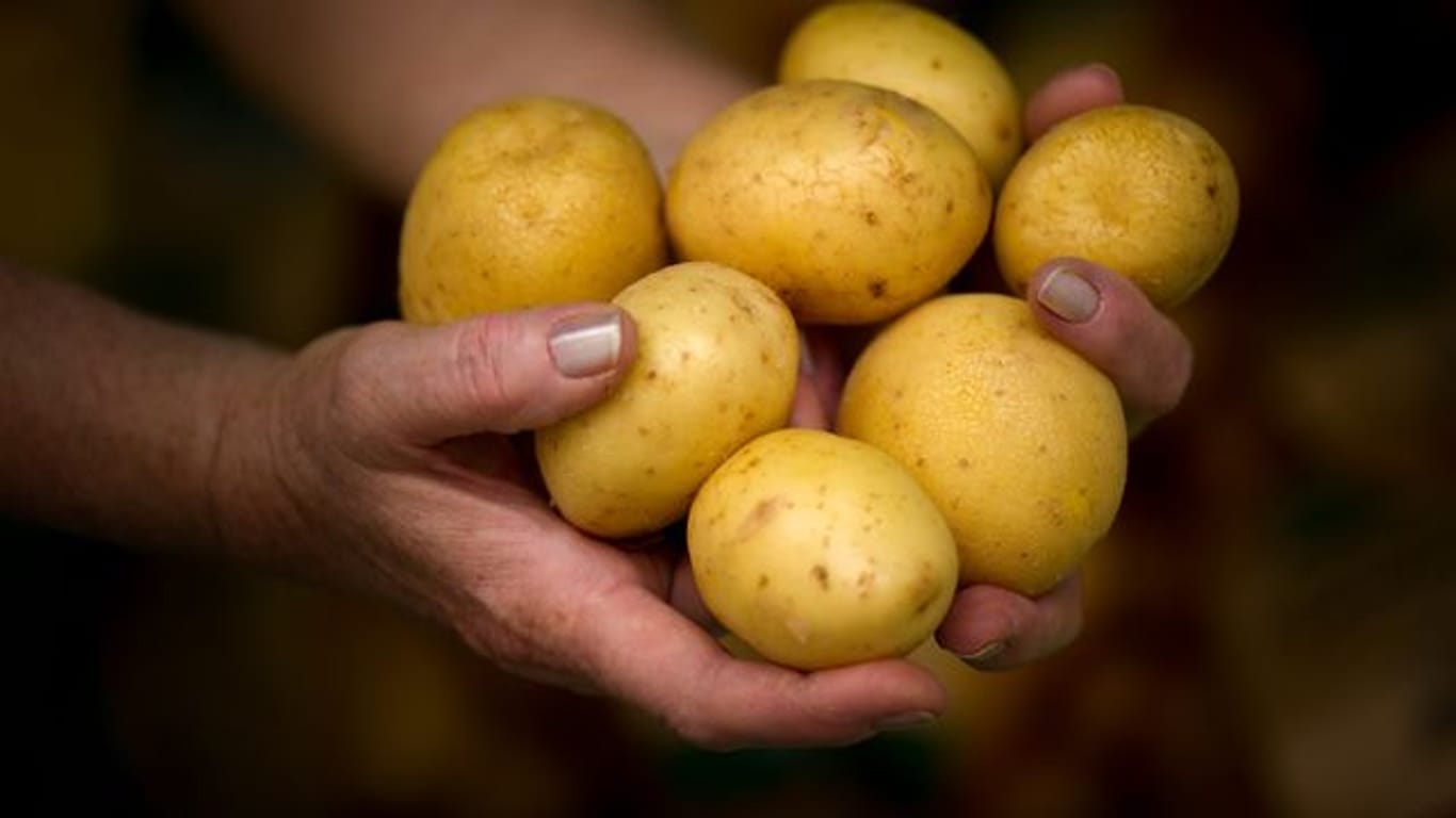 Beliebter Sattmacher: Der Klimawandel stellt neue Anforderungen an die Kartoffel.