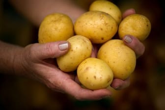 Beliebter Sattmacher: Der Klimawandel stellt neue Anforderungen an die Kartoffel.