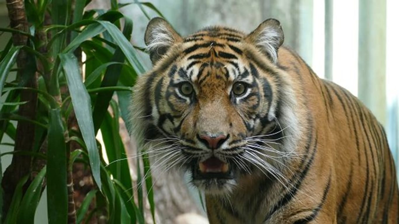 Das Sumatra-Tigerweibchen Tipah im Frankfurter Zoo (Foto): Die Sumatra-Tiger sind vom Aussterben bedroht.