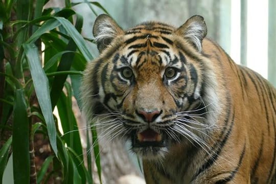 Das Sumatra-Tigerweibchen Tipah im Frankfurter Zoo (Foto): Die Sumatra-Tiger sind vom Aussterben bedroht.