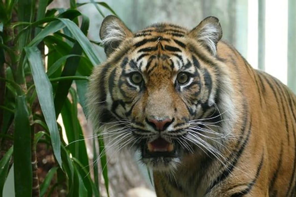 Das Sumatra-Tigerweibchen Tipah im Frankfurter Zoo (Foto): Die Sumatra-Tiger sind vom Aussterben bedroht.