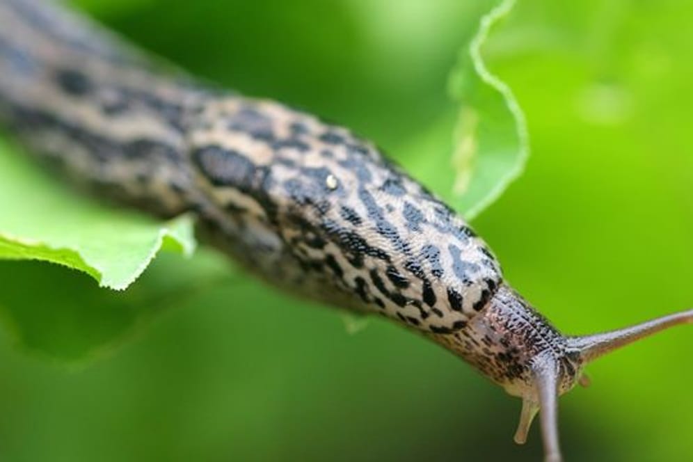 Der Tigerschnegel: Diese Schneckenart kommt überall in Deutschland vor.
