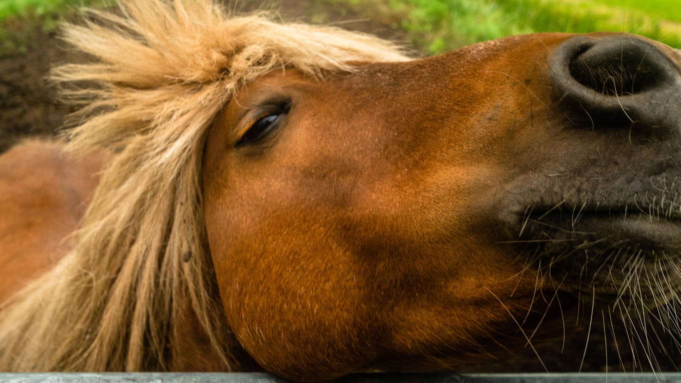 Pferd in den Niederlanden: Wer zu schwer ist, darf sich auf einem niederländischen Pferdehof nicht auf den Sattel schwingen.