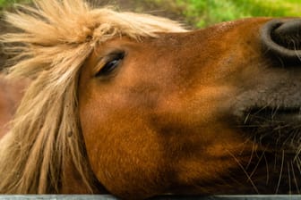 Pferd in den Niederlanden: Wer zu schwer ist, darf sich auf einem niederländischen Pferdehof nicht auf den Sattel schwingen.