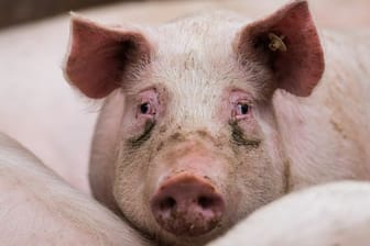 Schweinepest und Corona - Bauern spüren den Preisdruck
