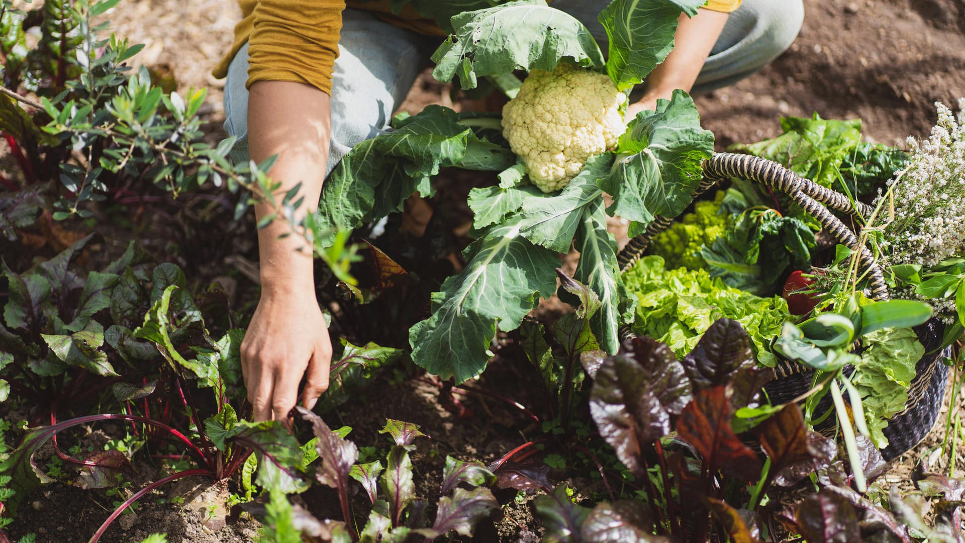 Gartenarbeit: Besonders alte Pflanzensorten sind gut für die Umwelt.