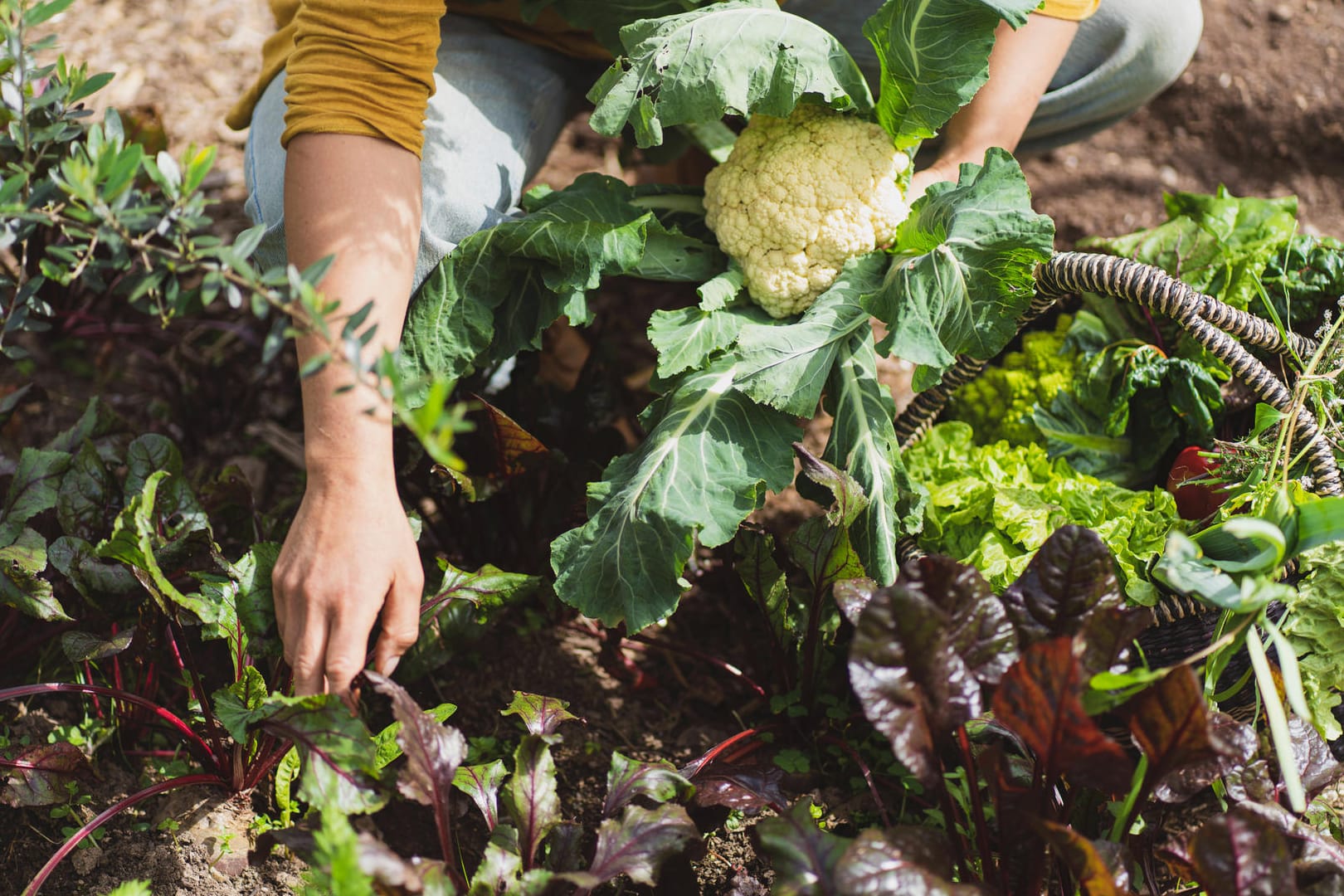 Gartenarbeit: Besonders alte Pflanzensorten sind gut für die Umwelt.