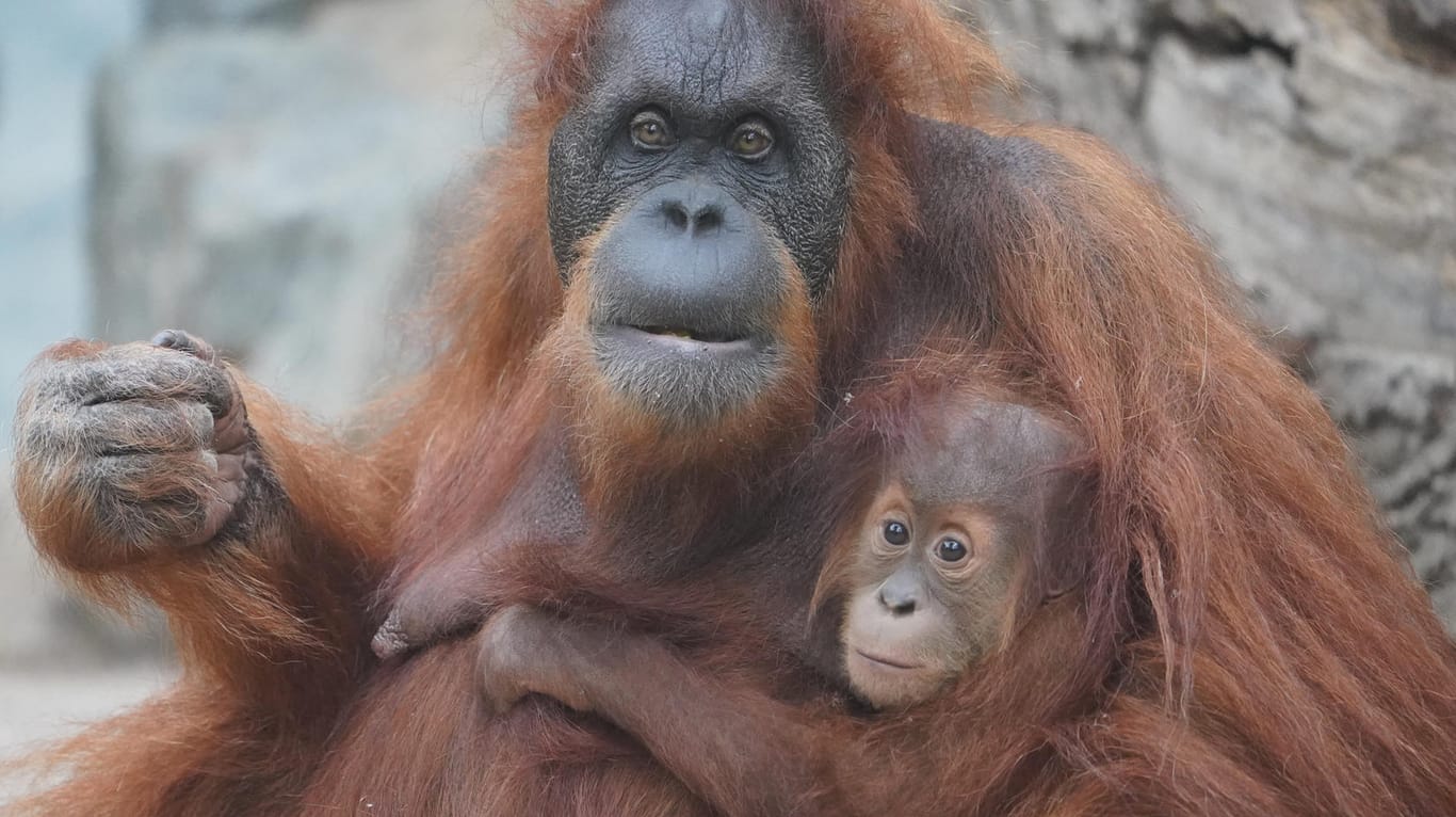 Orang-Utan-Nachwuchs Batu sitzt mit Mutter Toba im Orang-Utan-Haus im Tierpark Hagenbeck: Batu wurde am 24. Mai 2020 geboren, nun ist Toba gestorben.
