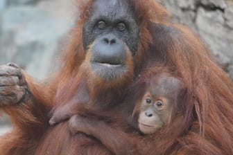 Orang-Utan-Nachwuchs Batu sitzt mit Mutter Toba im Orang-Utan-Haus im Tierpark Hagenbeck: Batu wurde am 24. Mai 2020 geboren, nun ist Toba gestorben.