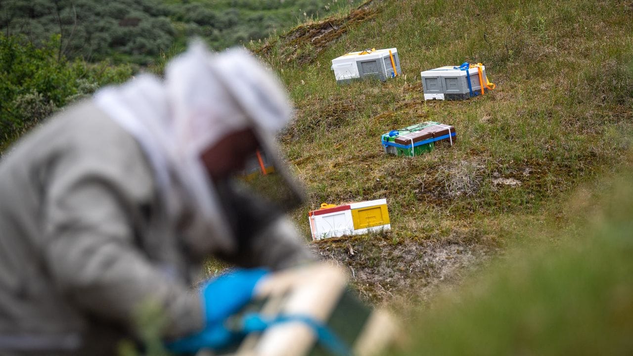 Bienenstöcke werden in den Dünen von Baltrum aufgestellt.