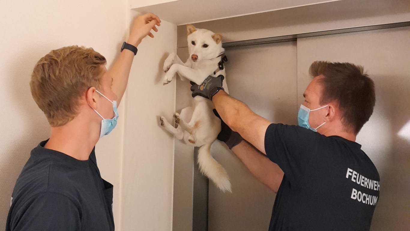 Zwei Feuerwehrleute befreien einen Hund, der an der Tür eines Aufzugs hängt: Das Tier blieb bei dem Unfall unverletzt.