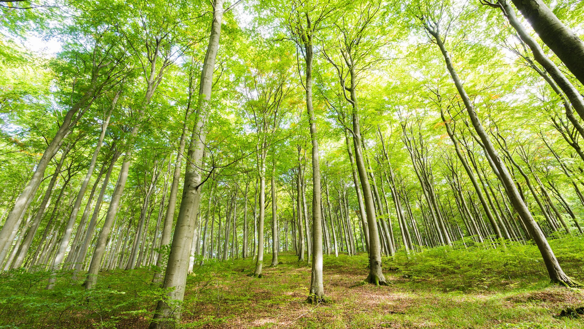 Rotbuche: Bundesagrarministerin Julia Klöckner will den Wald umbauen.