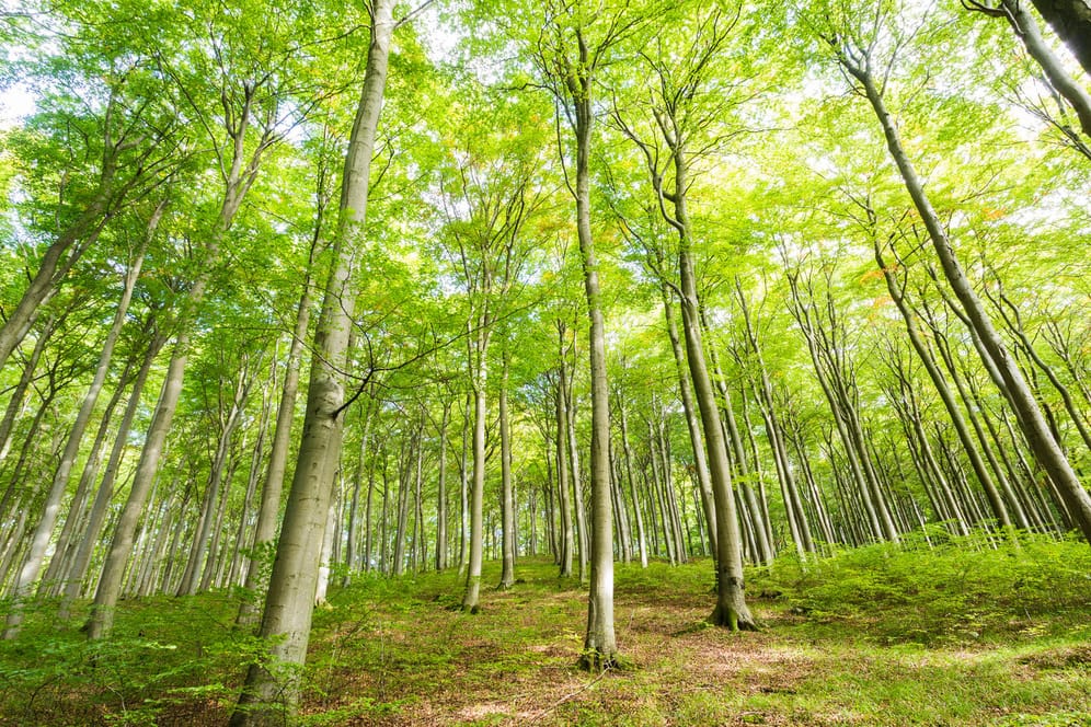 Rotbuche: Bundesagrarministerin Julia Klöckner will den Wald umbauen.