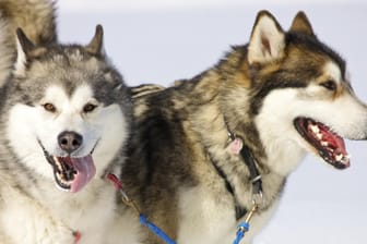 Zwei Huskies sind im Schnee zu sehen (Symbolbild): Zwölf Schlittenhunde sind in Dobel unter noch ungeklärten Umständen ums Leben gekommen.