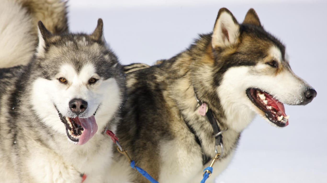 Zwei Huskies sind im Schnee zu sehen (Symbolbild): Zwölf Schlittenhunde sind in Dobel unter noch ungeklärten Umständen ums Leben gekommen.