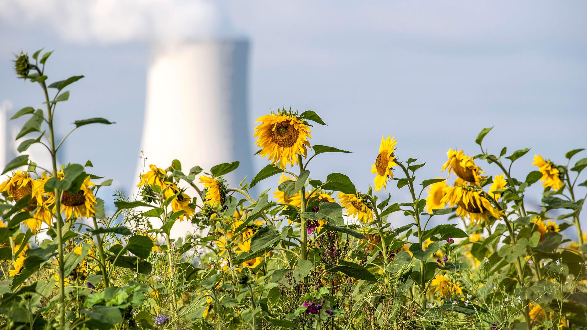 Ein Sonnenblumenfeld vor dem Steinkohlekraftwerk Rostock (Symbolbild): Spätestens 2038 soll auch hier die Kohleverstromung enden. Um Deutschlands Versprechen aus dem Pariser Klimabkommen einzuhalten, dürfte das zu spät sein.