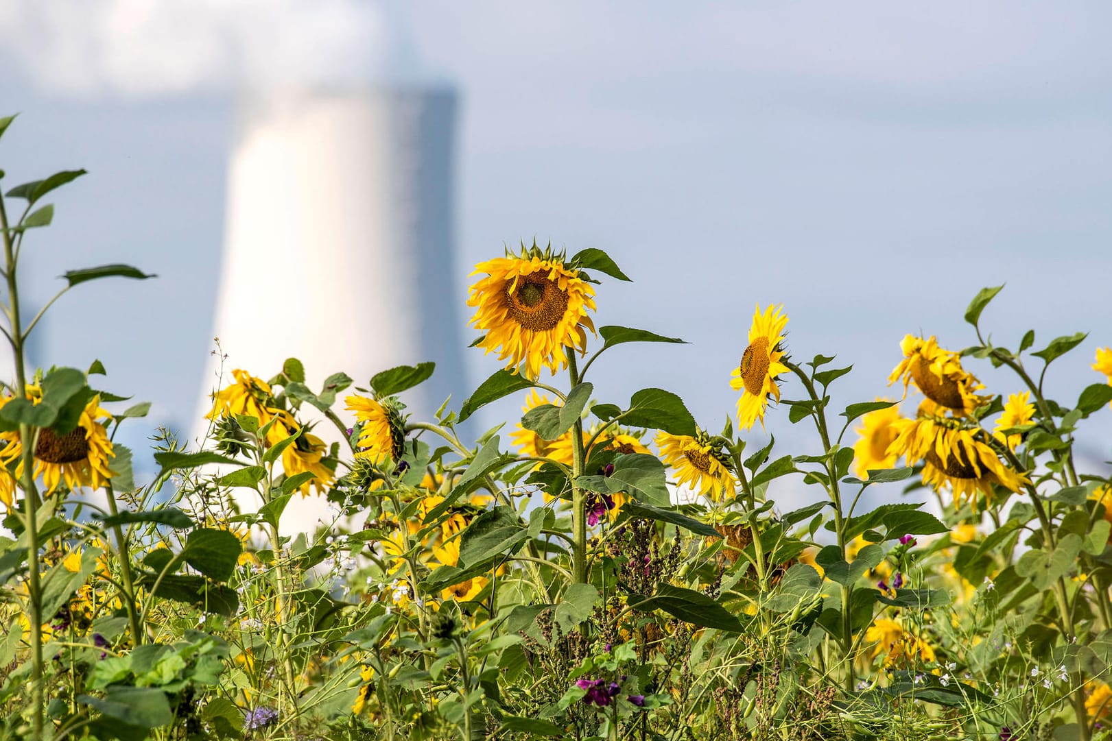 Ein Sonnenblumenfeld vor dem Steinkohlekraftwerk Rostock (Symbolbild): Spätestens 2038 soll auch hier die Kohleverstromung enden. Um Deutschlands Versprechen aus dem Pariser Klimabkommen einzuhalten, dürfte das zu spät sein.