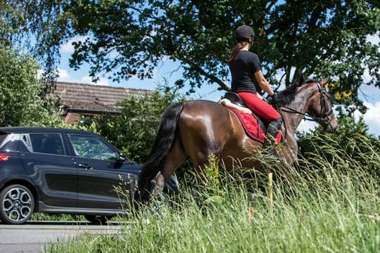 Bitte ganz vorsichtig: Mit möglichst viel Abstand und ohne Hupen geht es sicherer an Reitenden vorbei.