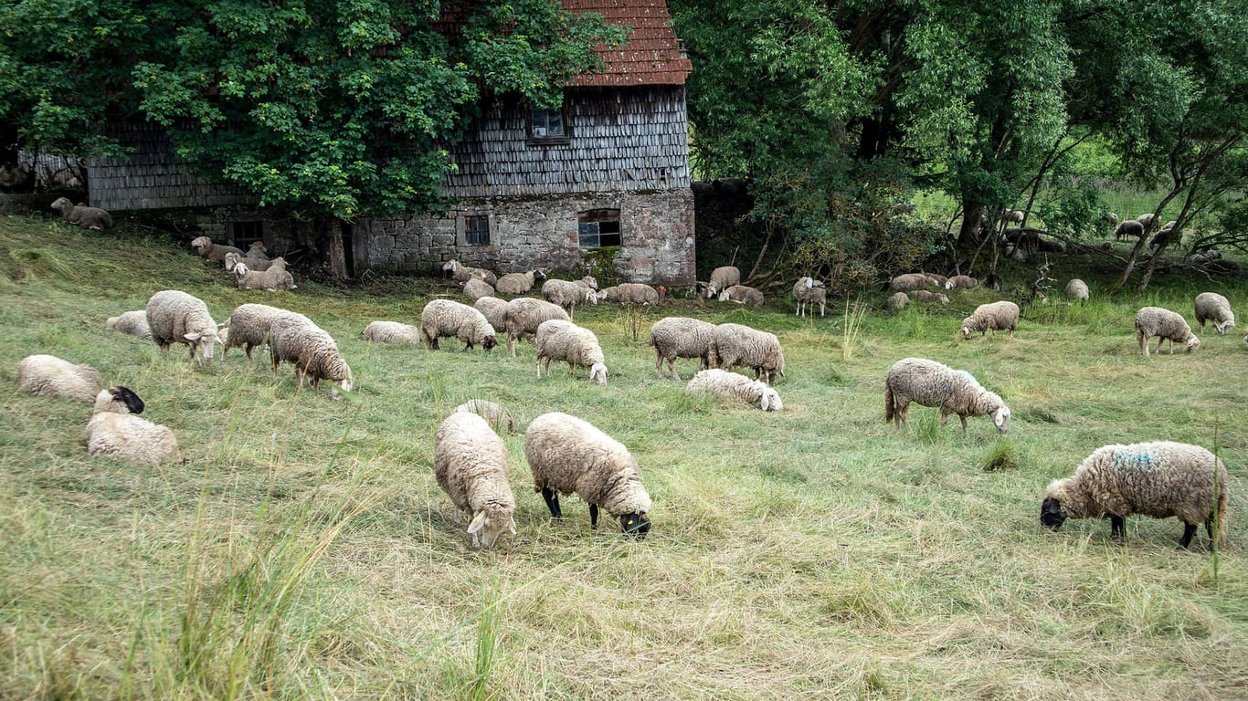 Wandern und Naturlandschaft im Odenwald: Beim Wandern kann Ihnen auch eine Schafherde begegnen.