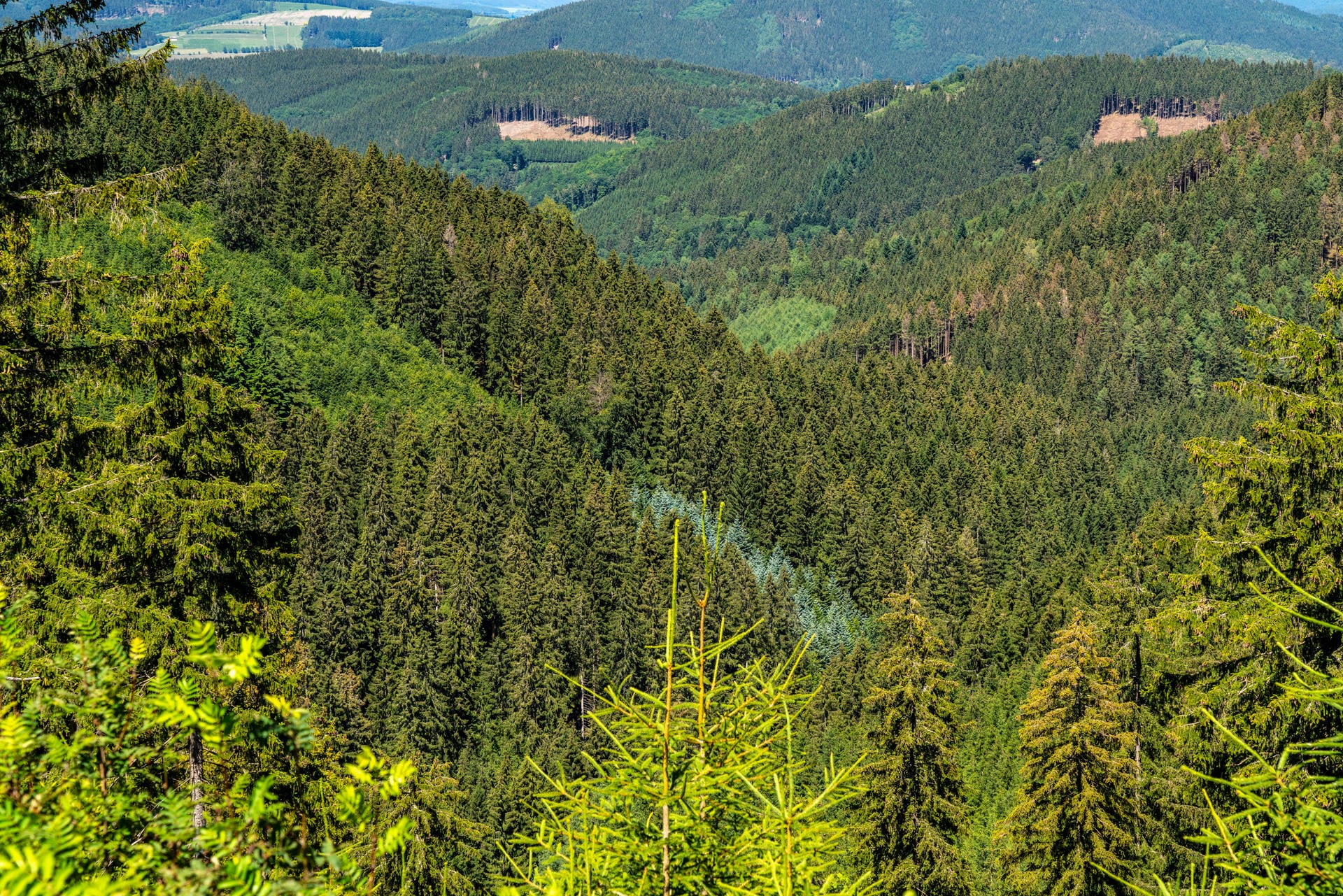 Landschaft, Wald, im Sauerland, auf dem Rothaarsteig, hier bei Jagdhaus, Ortsteil von Schmallenberg NRW, Deutschland, Wa