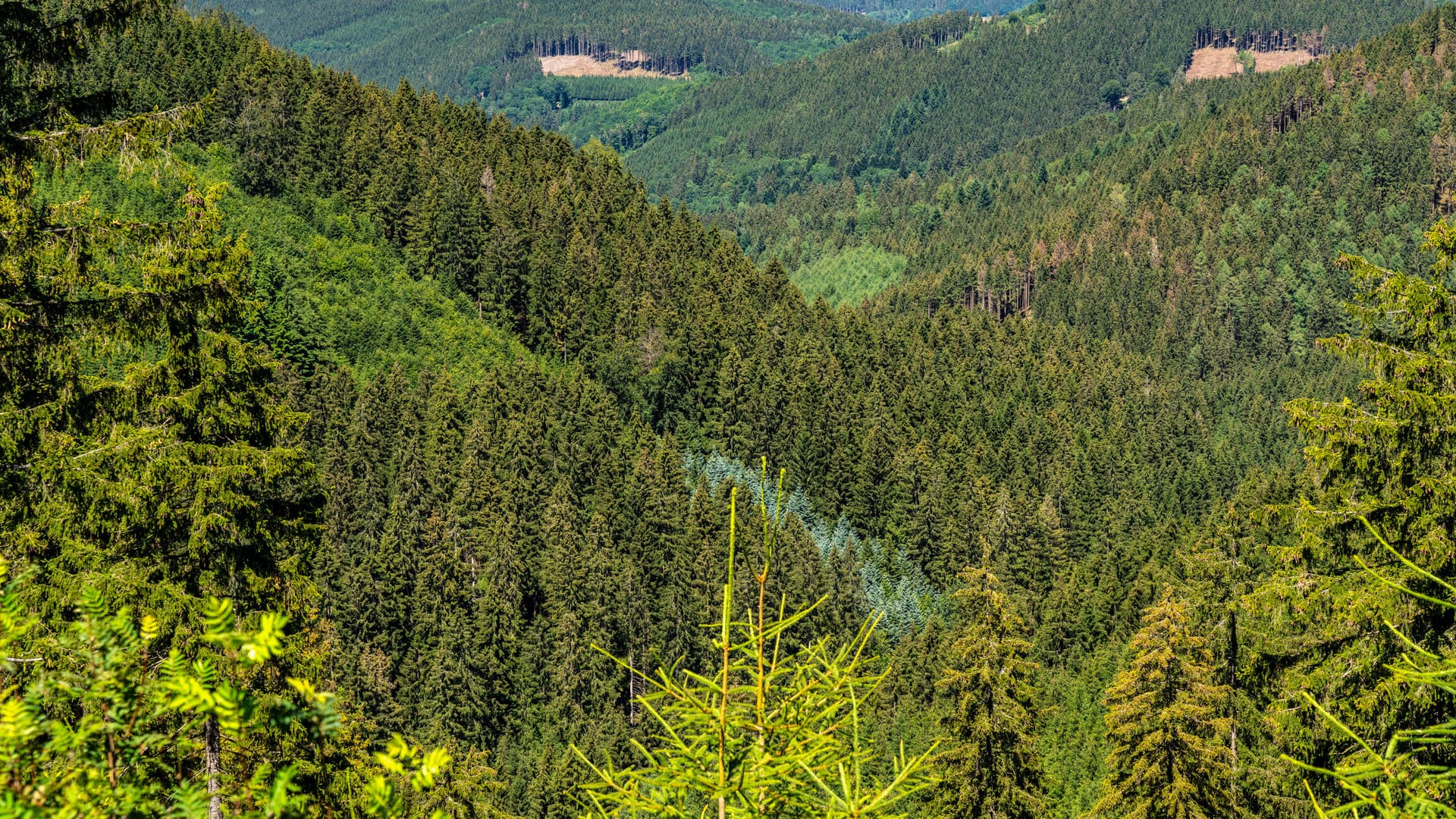 Landschaft, Wald, im Sauerland, auf dem Rothaarsteig, hier bei Jagdhaus, Ortsteil von Schmallenberg NRW, Deutschland, Wa