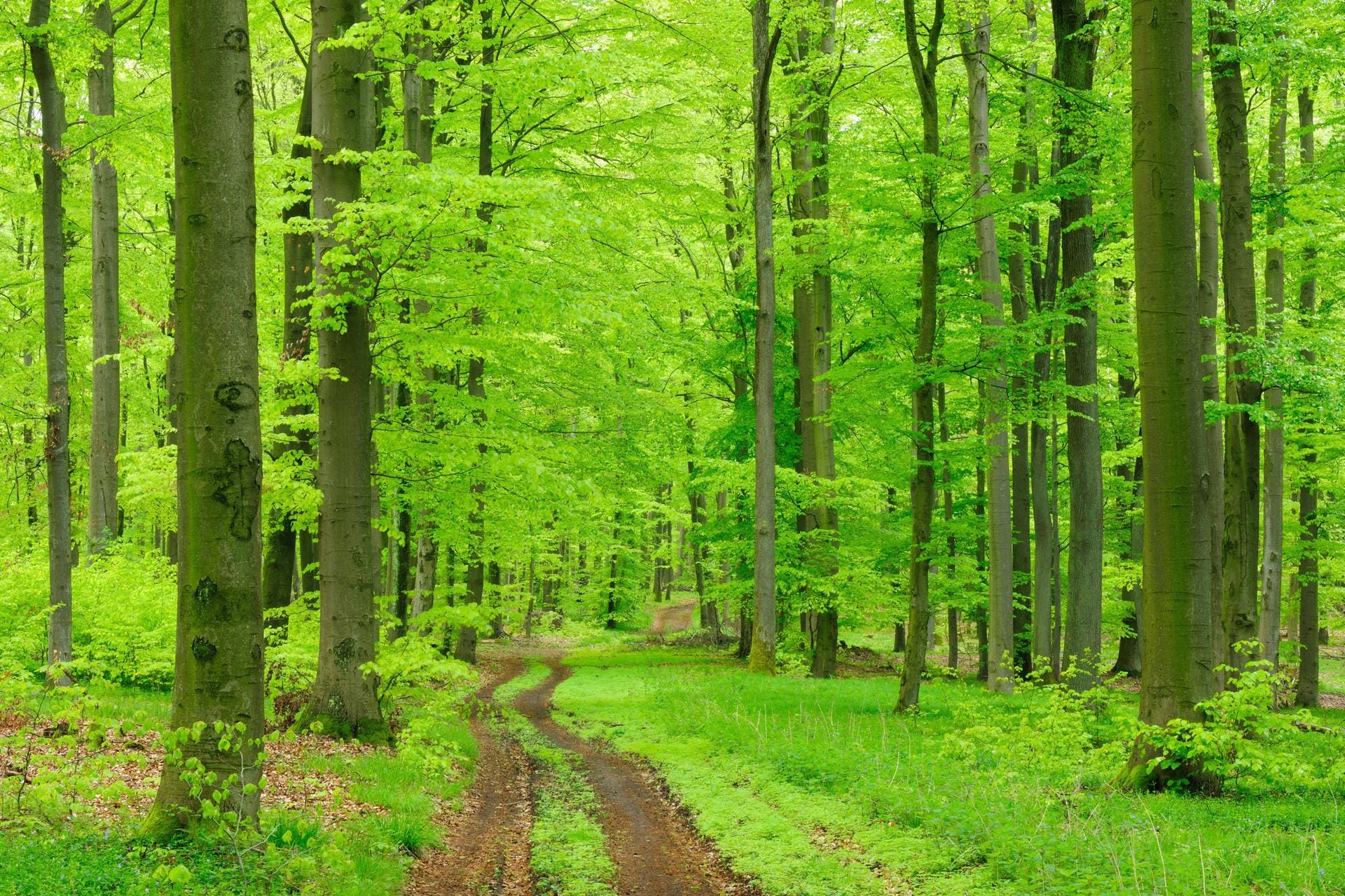 Wanderweg: Im Steigerwald gibt es besonders viele Buchenwälder.