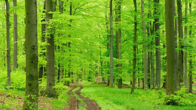 Wanderweg: Im Steigerwald gibt es besonders viele Buchenwälder.