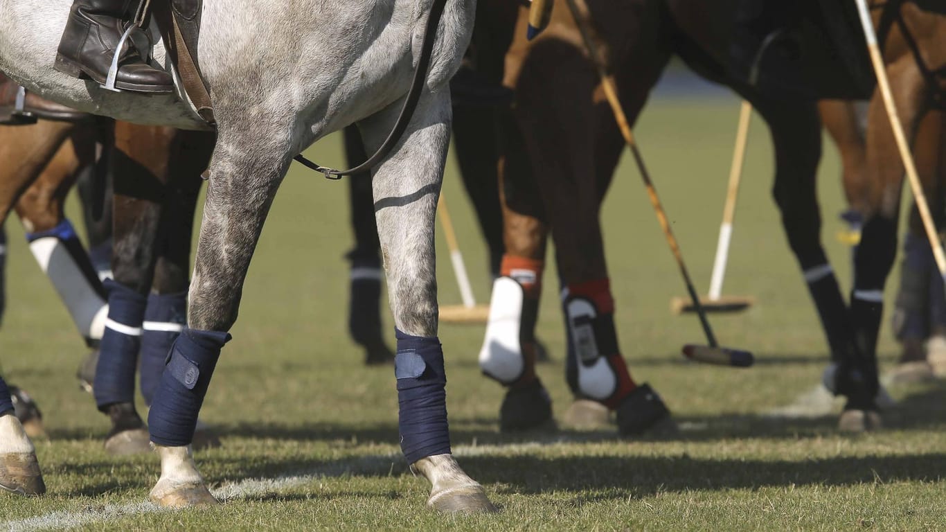 Pferde bei einem Polospiel (Symbolbild): In Hamburg ist eine Spielerin ihren schweren Verletzungen erlegen.