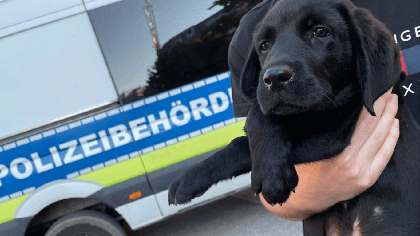 Der Baby-Labrador vor dem Einsatzwagen der Polizei: Immer mehr Welpen mit ähnlicher Geschichte landen im Stuttgarter Tierheim.