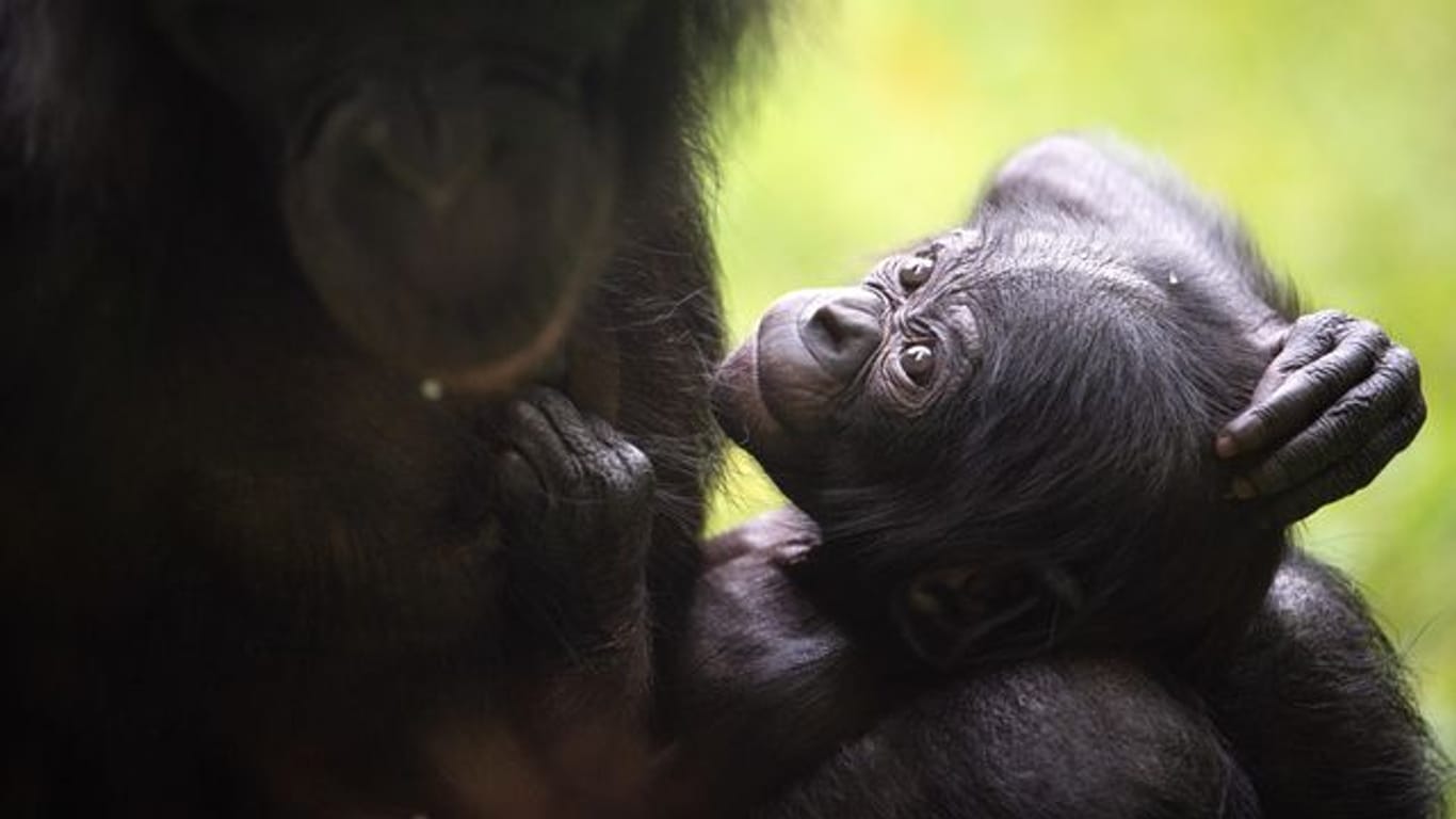 Bonobo-Nachwuchs im Kölner Zoo