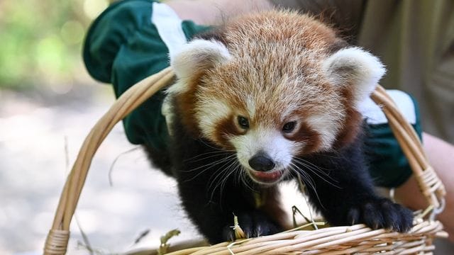 Nachwuchs bei den Roten Pandas