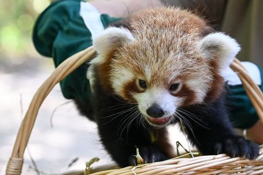 Nachwuchs bei den Roten Pandas