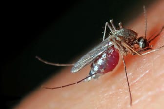 Mücken als Überträger: Viele Infizierte bemerken es nicht, wenn Sie nach einem Mückenstich das Virus in sich tragen.