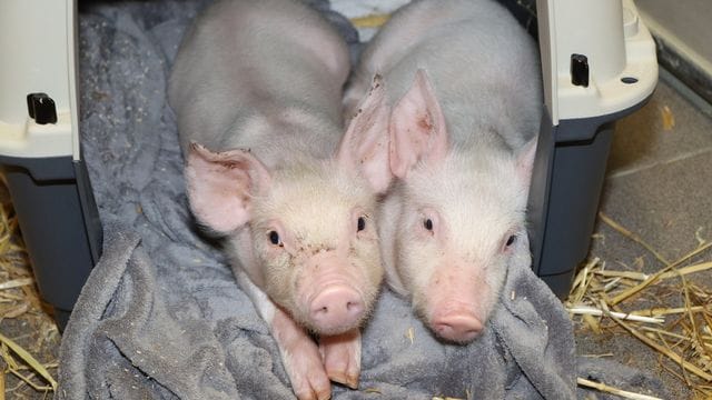 Unbekannte setzten aus Protest Ferkel aus