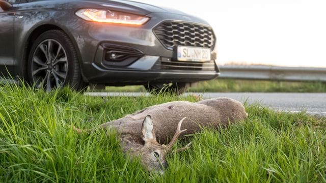 Im Herbst häufen sich wieder die Wildunfälle - besonders groß ist das Risiko in der Morgen- und in der Abenddämmerung.