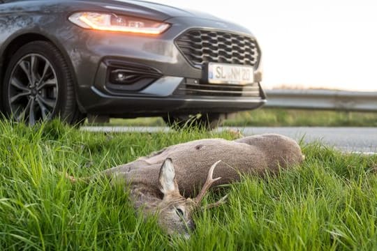 Im Herbst häufen sich wieder die Wildunfälle - besonders groß ist das Risiko in der Morgen- und in der Abenddämmerung.