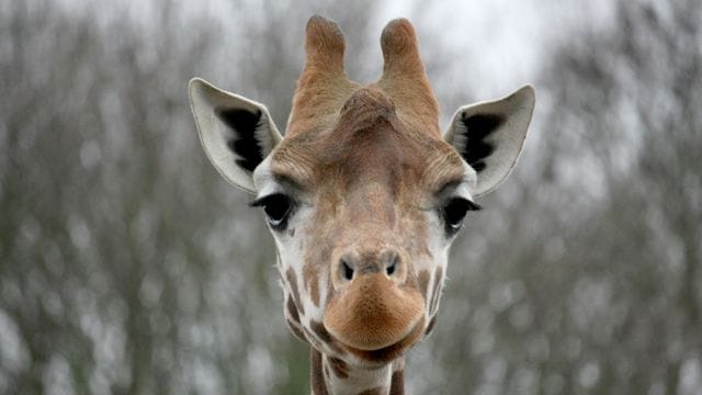Giraffe