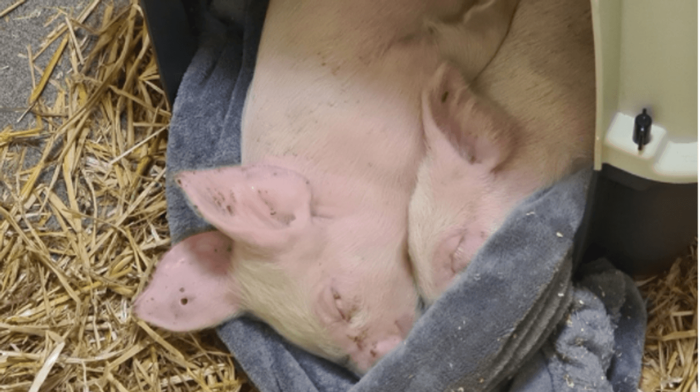 Die ausgesetzten Ferkel: Laut Tierheim handelt es sich um Schweine aus der Massenhaltung.