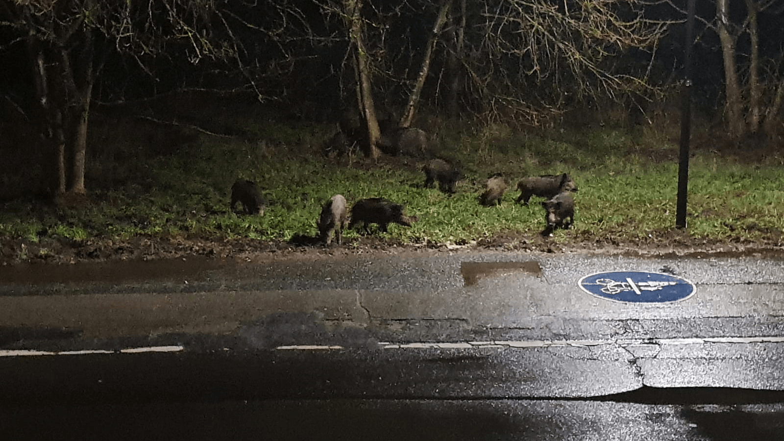 Wildschweine an einem Gehweg: Die Wildtiere wurden im Oberen Bruch in Köln-Brück fotografiert.