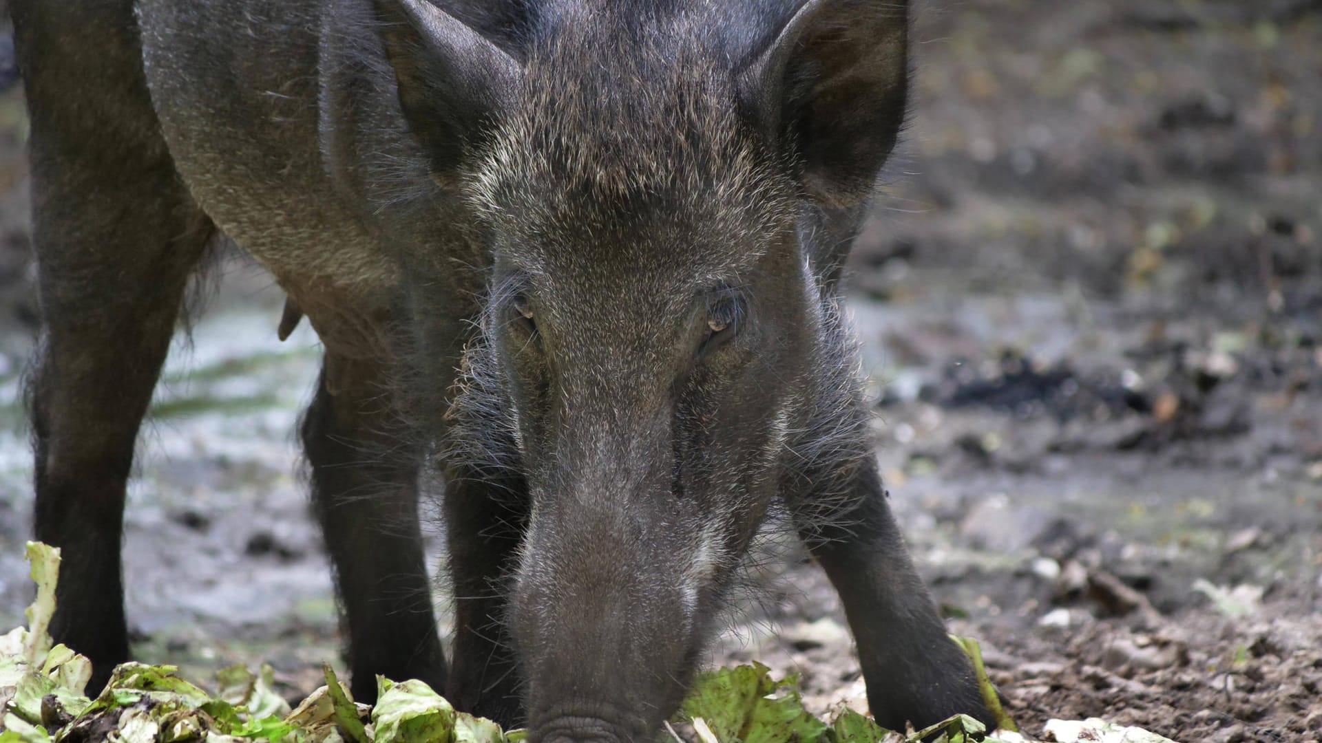 Wildschwein in freier Natur (Symbolbild): Die Tiere sind in der Dämmerung aktiv. Wildschwein in freier Natur (Symbolbild): Die Tiere sind in der Dämmerung aktiv.