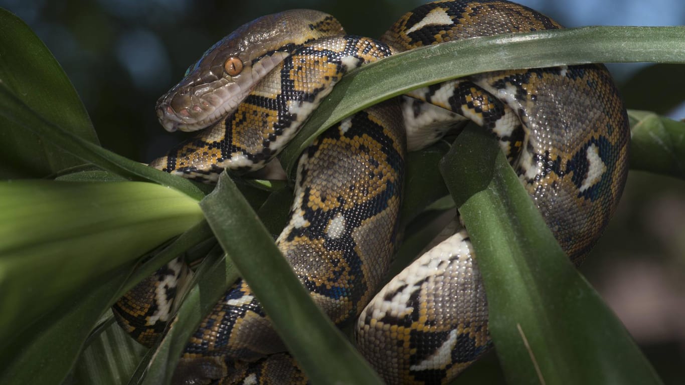 Eine Netzpython in freier Wildbahn: Vor rund sieben Wochen ist eine solche Schlange in Haldensleben ausgebüxt.