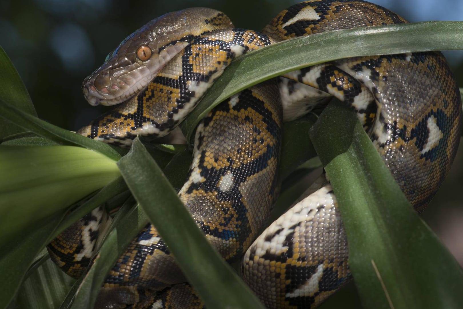 Eine Netzpython in freier Wildbahn: Vor rund sieben Wochen ist eine solche Schlange in Haldensleben ausgebüxt.