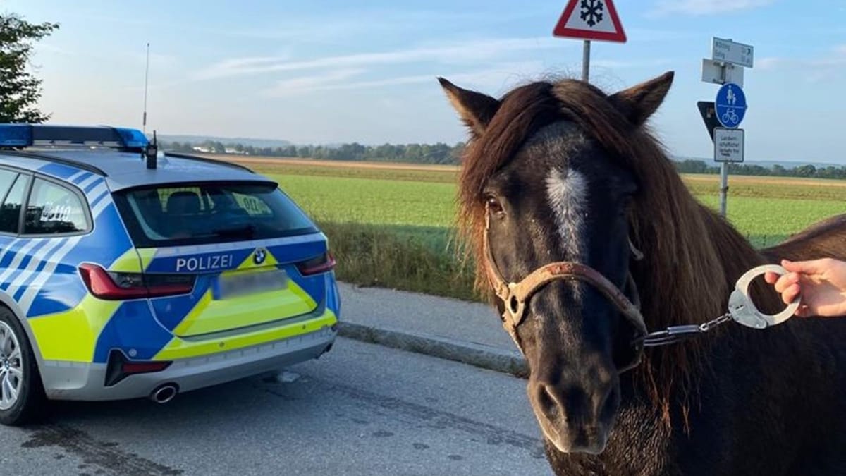 Ungewöhnlicher Pony Transport Polizei In Alsdorf Greift Ein - rgjxizd