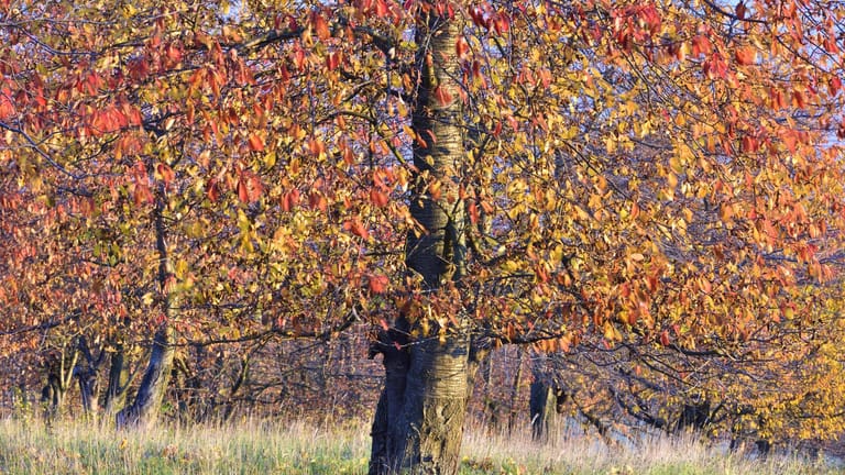 Herbstlaub am Kirschbaum: Färbt es sich bereits im Sommer rötlich, kann es sich um die Sprühfleckenkrankheit handeln.